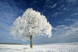 Tranquillity Collection: Tree and frost winter landscape and tree covered in thick frost Baden-Wuerttemberg, Germany