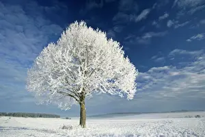 Tranquillity Prints: Tree and frost winter landscape and tree covered in thick frost Baden-Wuerttemberg