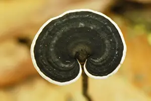 Tree Fungus - Danum Valley Conservation Area - Sabah - Borneo - Malaysia