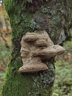 Images Dated 17th October 2012: Tree Fungus / Fungi