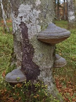 Images Dated 20th October 2012: Tree Fungus / Fungi