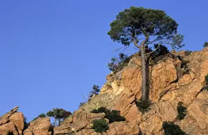 Mediterranean Prints: Tree growing out from rocky formation on mountain-side - Piana Calanches - Corsica