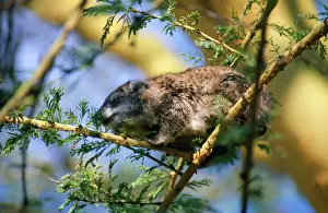 Tree Hyrax