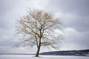 Tree on lake in winter - lake frozen and snow covered