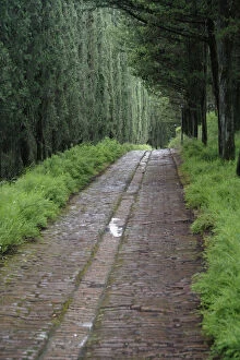 Tree lined lane, Abbey of Monte Oliveto
