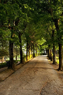 Avenue Gallery: Tree-lined pathway in Montepulciano, Tuscany
