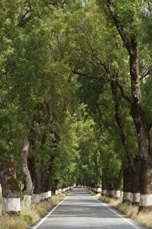 Images Dated 26th January 2011: Tree-lined road near Castelo de Vide, Alto