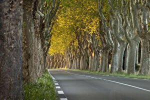 Empty Gallery: Tree lined road near Saint Remy de-Provence