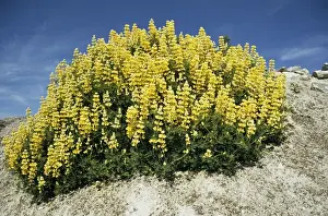 Lupin Prints: Tree Lupin
