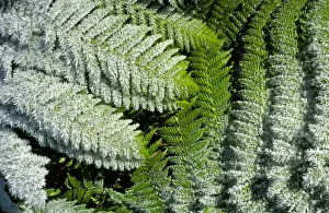 Tree Fern Prints: Tree (Man) fern - fronds encrusted with frost Ben Lomond National Park