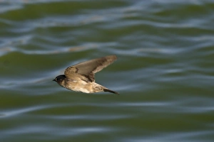 Images Dated 2nd August 2003: Tree Martin In flight hawking insects Alice Springs sewage ponds. Northern Territory, Australia