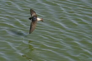 Images Dated 30th July 2003: Tree Martin In flight hawking insects Alice Springs sewage ponds. Northern Territory, Australia