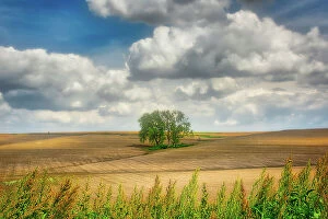 Images Dated 5th October 2021: Tree in the middle of a plowed field