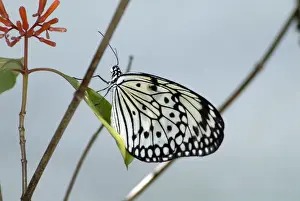 Tree Nymph Butterfly. Distasteful. Inhabits wet ropical forests and mangroves. Occurs in Philippines