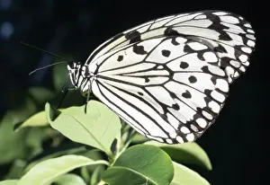 Nymphs Prints: Tree Nymph Butterfly - Japan's largest Butterfly