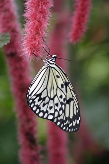 Images Dated 27th July 2007: Tree Nymph Butterfly - resting with wings closed, Emmen, Holland
