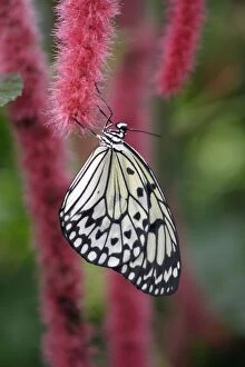 Tree Nymph / Paper Kite / Rice Paper Butterfly - resting with wings closed