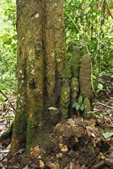 Tree with Phallus Termite - Danum Valley Conservation Area - Sabah - Borneo - Malaysia