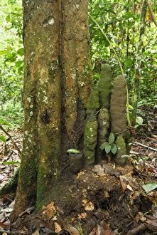 Tree with Phallus Termite (Dicuspiditermes)