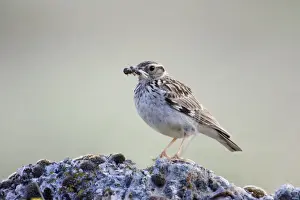 Pipit Prints: Tree Pipit-Adult bird carrying a beak full of insects to its nestlings-Spain