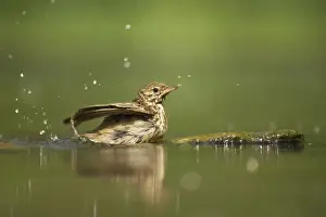 Pipit Prints: Tree Pipit - Bathing at forest pool Anthus trivialis Hungary BI016539