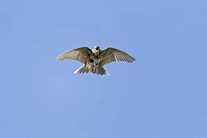 Images Dated 2nd May 2012: Tree Pipit - in flight singing