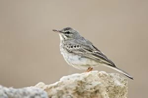Tree Pipit - Perched on a stone