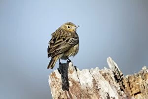 Images Dated 17th April 2010: Tree Pipit - perched on tree stump - Lower Saxony - Germany