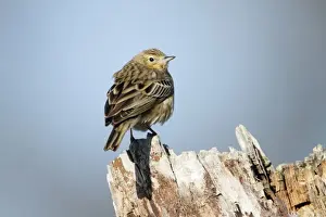 Pipit Prints: Tree Pipit - perched on tree stump - Lower Saxony - Germany