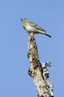 Pipit Prints: Tree Pipit - singing from dead tree stem- Lower Saxony - Germany