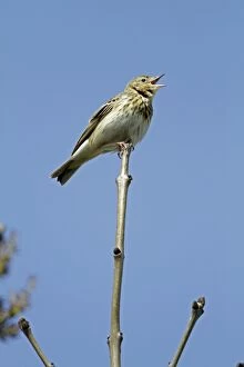 Tree Pipit - singing from tree tip