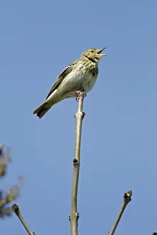 From Below Prints: Tree Pipit - singing from tree tip - Lower Saxony - Germany