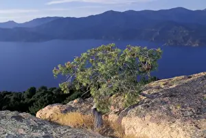Tree on rocks - Piana Calanches - Piana's Calanches. Corsica