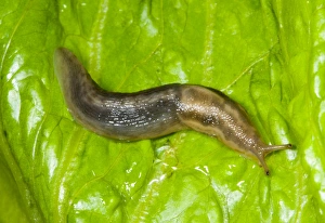 Images Dated 26th August 2005: Tree slug Sometimes known as ‘slimy slug due to copious quantities of mucus secreted Common in