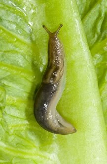 Images Dated 26th August 2005: Tree slug Sometimes known as ‘slimy slug due to copious quantities of mucus secreted Common in