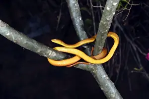 Mayotte Prints: Tree Snake - female Mayotte, Indian Ocean
