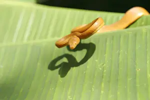 Tree Snake - female Mayotte Island, Indian Ocean