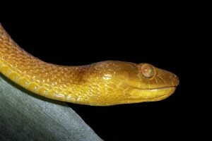 Images Dated 30th July 2003: Tree Snake - female Mayotte Island, Indian Ocean