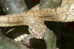 Tree Snake - male