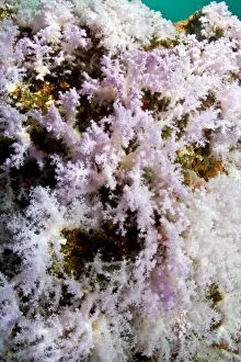 Images Dated 4th January 2012: Tree Soft Corals