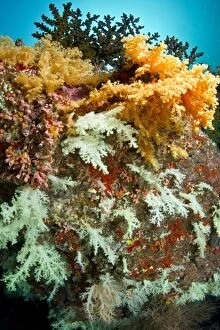 Images Dated 28th December 2011: Tree Soft Corals
