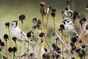 Tree Sparrow - 3 birds feeding on flower seedheads in autumn