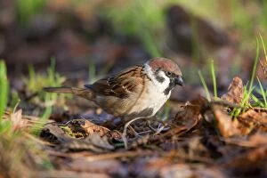 Images Dated 5th December 2007: Tree Sparrow