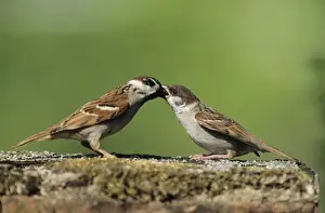 Fledgling Prints: Tree Sparrow - adult feeding fledling