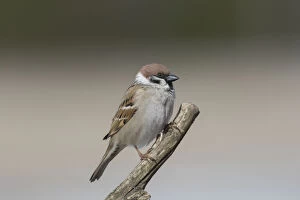 Tree sparrow - adult sparrow perched on branch - Sweden