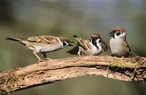 Tree Sparrow aggresive adults squabbling over food