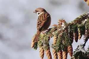Cones Prints: Tree Sparrow AL 2029 Passer montanus © Ake Lindau / ardea. com