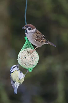 Passerine Bird Gallery: Tree sparrow and Blue Tit - at bird feeder - Germany