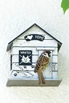 Nest Boxes Prints: Tree Sparrow - at entrance of nest box - Lower Saxony - Germany
