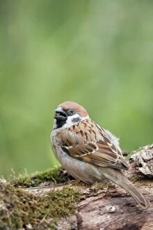 Images Dated 18th June 2008: Tree Sparrow - feeding